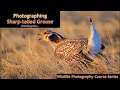 Ron & Doug Sharptail Grouse