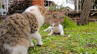 Playful Cat Fight