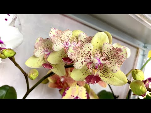 подбрасывают орхидеи ОТЦВЕТАШКИ в уценки? обзор полки орхидей