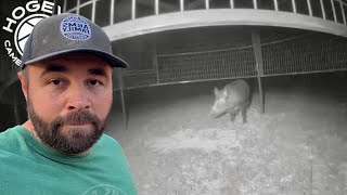 Pig Problems Galore! by Arms Family Homestead 105,116 views 1 month ago 45 minutes