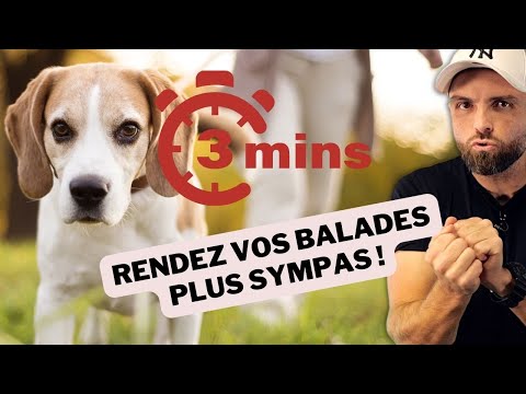 Vidéo: Conseils pour créer un foyer sûr pour votre chiot turbulent