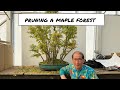 Pruning a Maple Forest