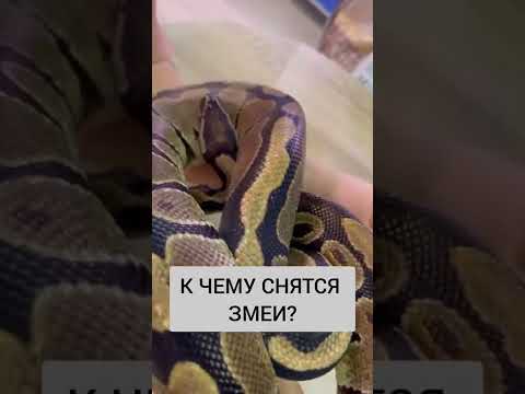 Video: Pythonдо K эмнени билдирет?