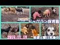 小型犬も中型犬も大型犬も！！みんなでワイワイ！！【ドッグラン保育園】2019.11.19