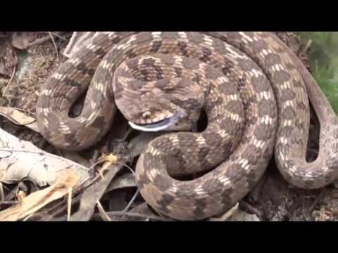 AWESOME SNAKE STRIKE