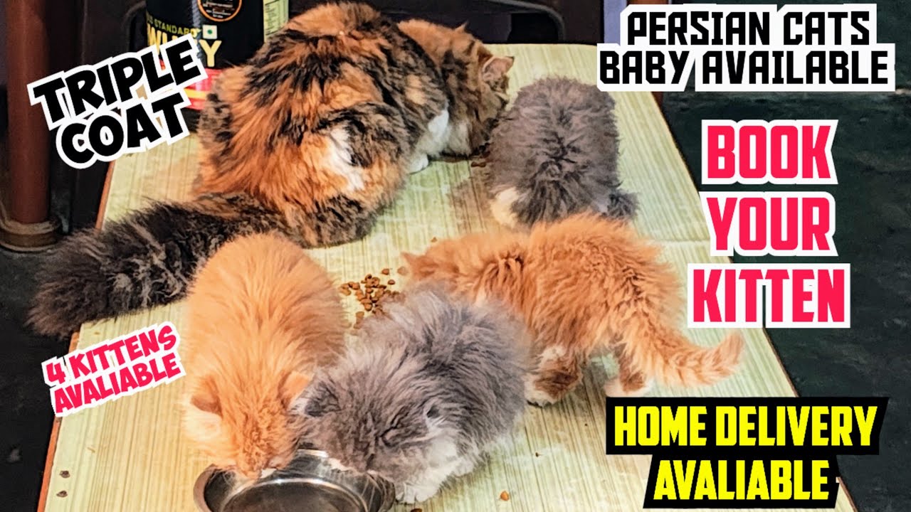 🤯PERSIAN KITTENS AVAILABLE FOR SALE • HOME DELIVERY AVALIABLE • ORDER YOUR BABY KITTEN 🥳