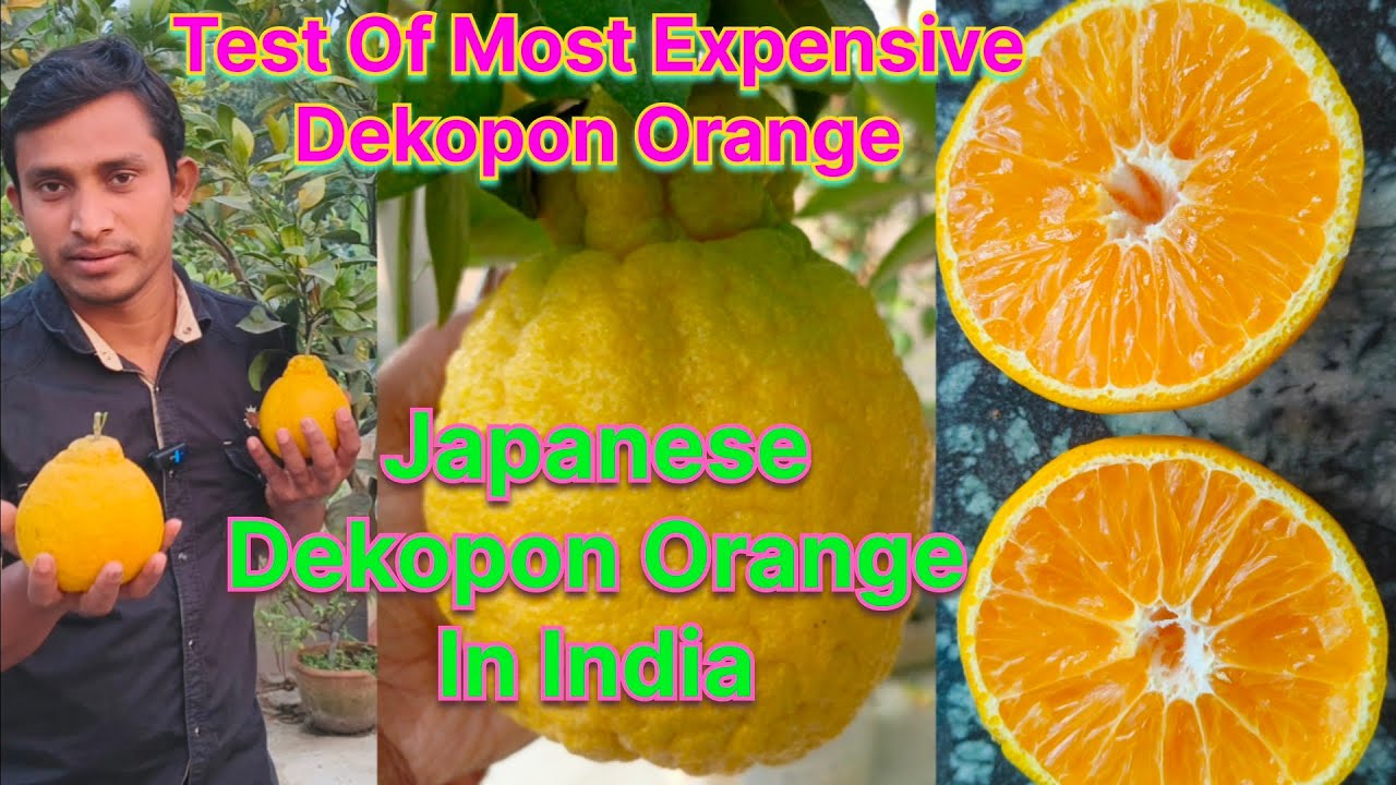Japanese Decopon Orange In India||How To Care Decopon Orange||Test Of Japanes Decopon Orange 🍊 ||