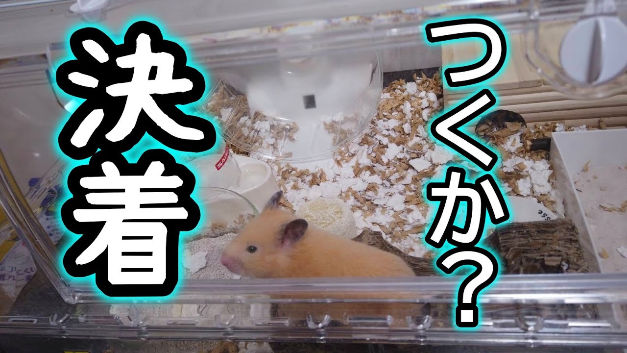 セリアのアレで、、】ルーミィ60ガジガジ防止対策バトル！ - YouTube