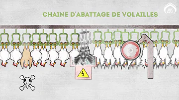 Est-ce que la viande de vache se mange ?