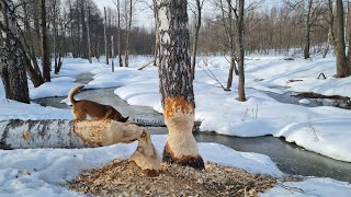 Новые проделки Пуши и прогулка в бобровое царство