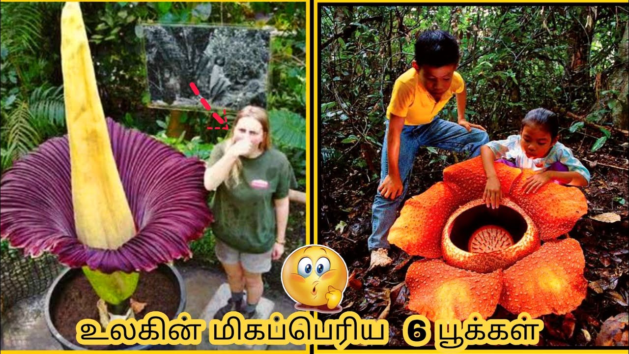 நம்மை மிரளவைக்கும் உலகின் மிகப்பெரிய பூக்கள் இவைதான் 😮 6 BIGGEST