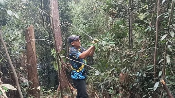 mikat burung di hutan riau