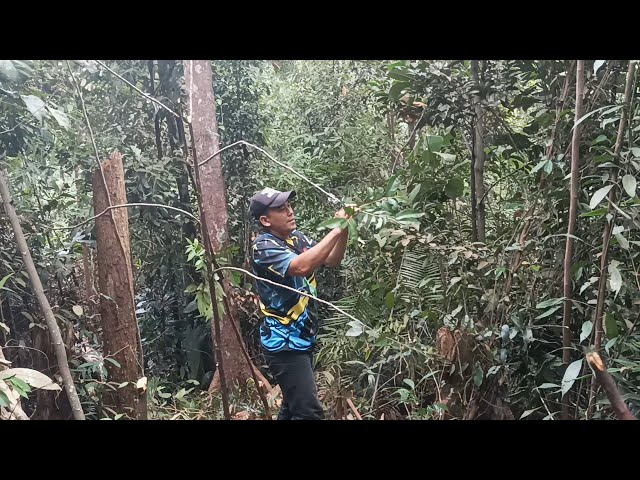 mikat burung di hutan riau class=