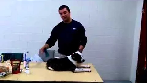 Quelle Dent Tombe Chez Le Chien