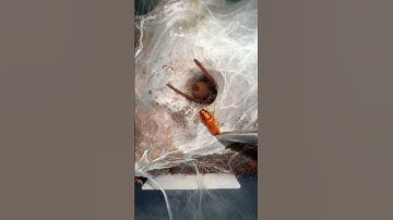 My Dubia roaches are EVOLVING!!! 🤯😱🤦‍♂️