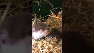 BABY otter overload! 🐾😍 #shorts