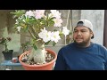 Jardín de adenium del amigo Antonio abril 2019