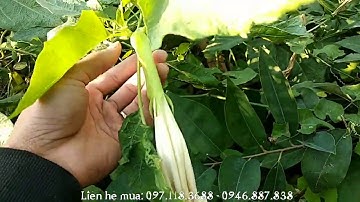 Cà Độc Dược Vị Thuốc Quý Chữa Bệnh Xoang Hiệu Quả-Phong Thái Bình 0981434969