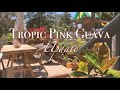 Summer Tropic Pink Guava Update [ Vlog 30 ]