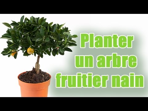 planter un fruitier en pot