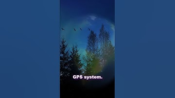 How Birds Know Where To Migrate To?