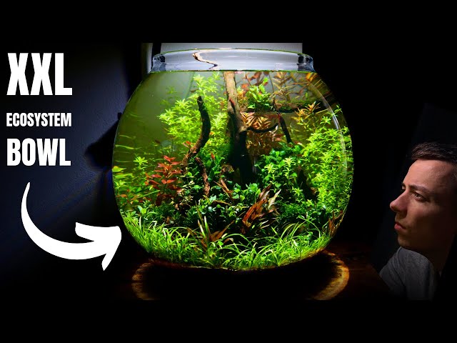 I Made a XXL Low Tech Ecosystem Bowl Aquarium! (No Filter Aquascape  Tutorial) 