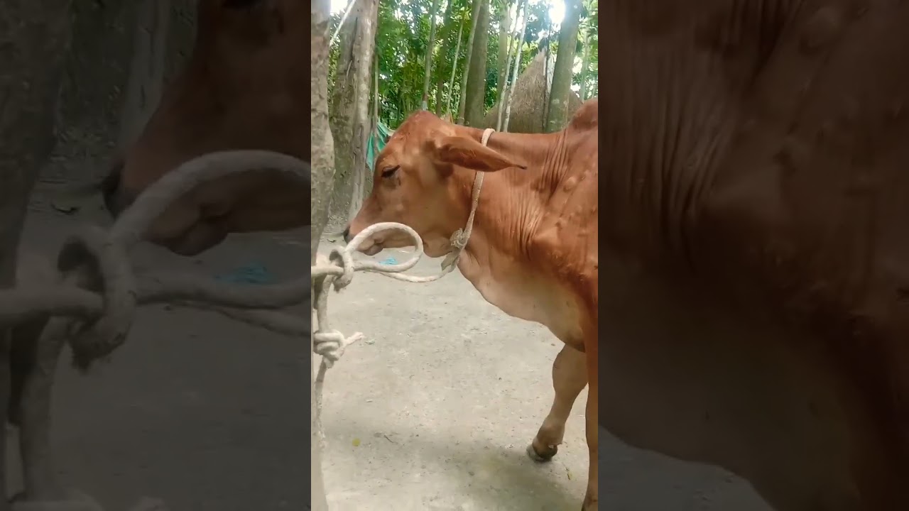 হানডেট সাইফুল বাছুর 😱😭 #short #videoviral #areyouvideo