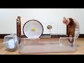 掃除中のハムスターの行動が可愛い!おもしろ可愛いハムスターWhat are the hamsters doing during the cleaning?