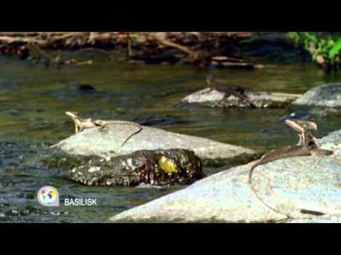 Video: Basilisk: eine Eidechse, die auf dem Wasser läuft