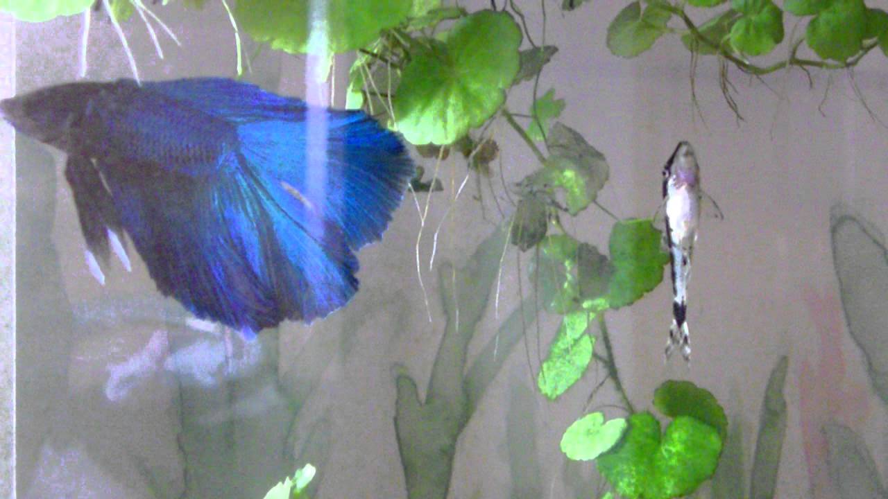 Otocinclus y Betta YouTube
