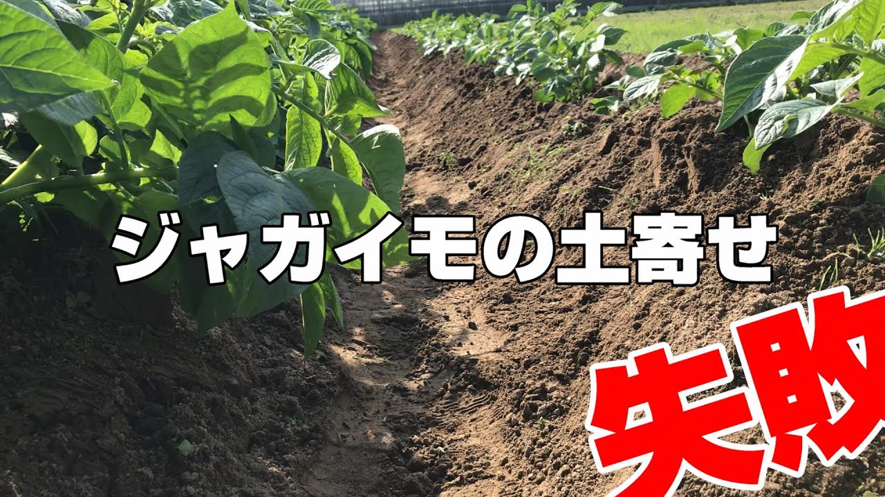 ジャガイモ土寄せ Youtube
