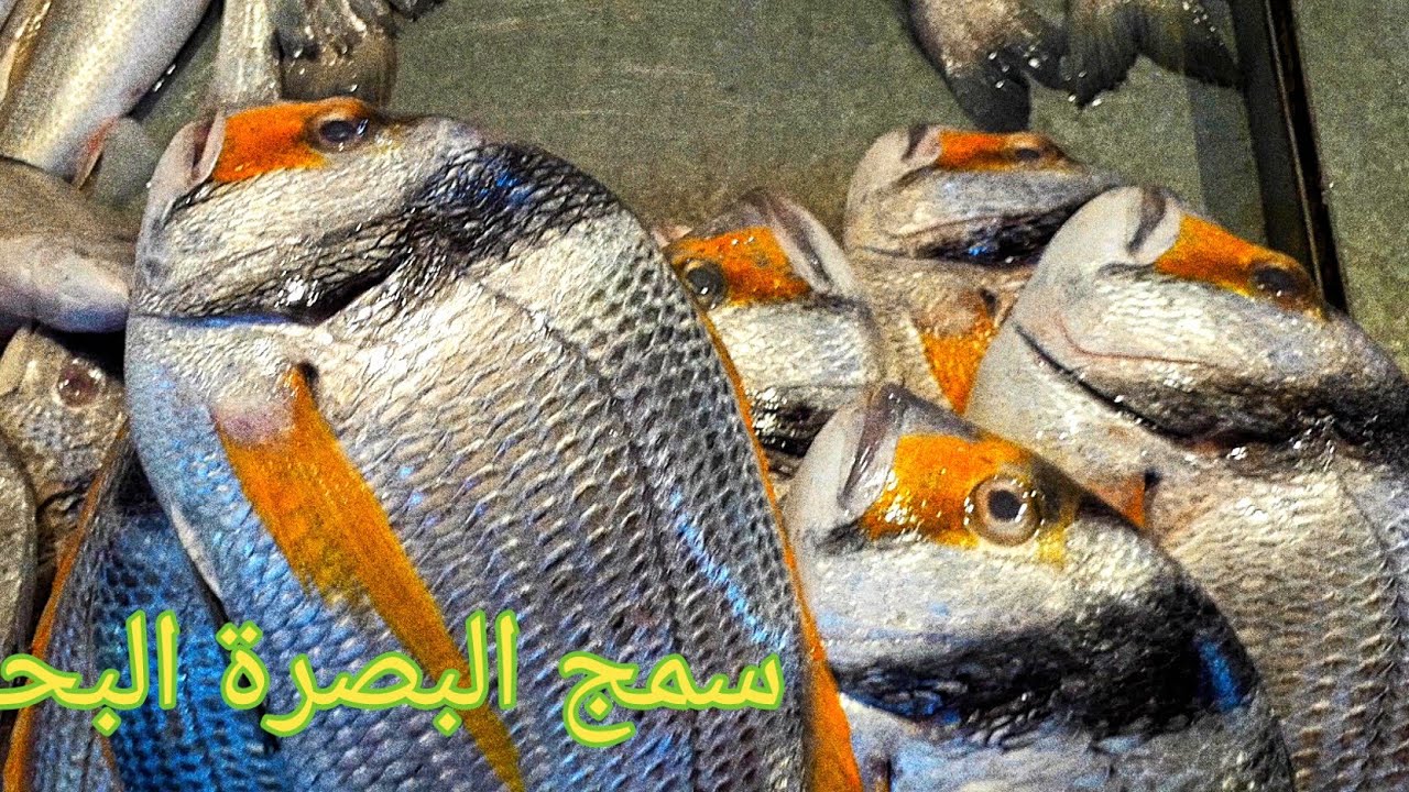 سمج البصرة ماتشوفة بس بالبصرة#سمج البصرة البحري الأربعاء2021/1/6