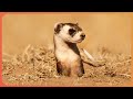 The Most Endangered Animal In The World | Prairie Bandit | Real Wild