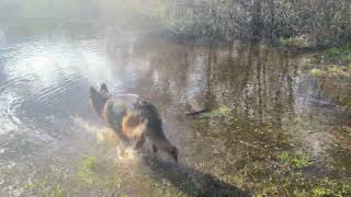 German shepherd Cercea in water