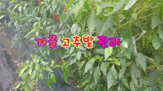 가을 고추밭 약치기 - 중은의 풍수이야기 211