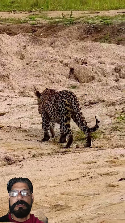 #wildlife #wildlifeentertainment #leopard #wildliferescue #cheetah #animals #animallife