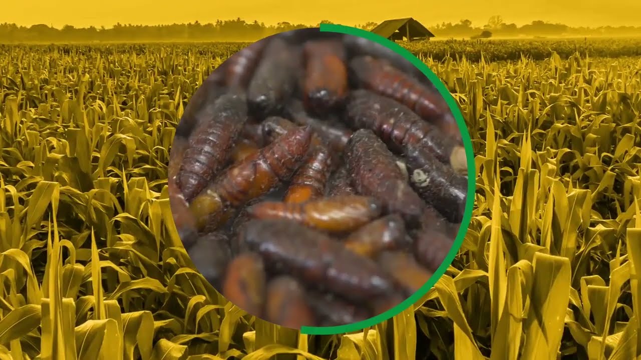 Push & Pull Technology Simlaw Seeds ft ICIPE