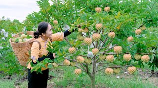 Harvest CUSTARD APPLE goes to the market sell - Cooking with Emma | Emma Daily Life