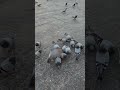 In Makkah Nice Pigeons Eat❤️