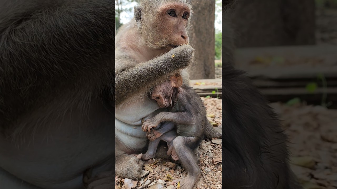 Gorgeous adorable lovely wild baby monkey fantastic Jagger 