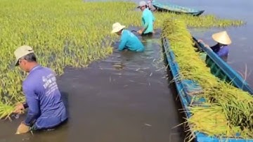 Lũ lụt Ầm Ầm  từ Campuchia tràn về vỡ đê nhấm chìm hàng ngàn công lúa ở Đồng Tháp