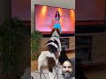 He was really moving 🐕💃#dog #trending #funny #video #viral