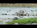 セグロセキレイ飛んでます～　Japanese Wagtail　Canon EOS 7D +　レンズ：EF 400mm F2.8 L IS USM