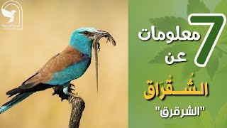 الشقراق الاوروبي الأخيل  الضؤضؤ  الشرقرق الخاضور  الخضاري الغراب الزيتوني العقعق European roller