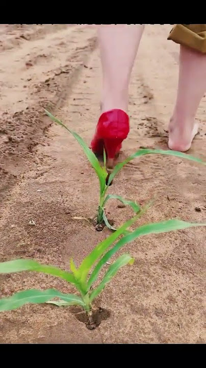Wait For End~ Chinese video #shorts #youtubeshorts