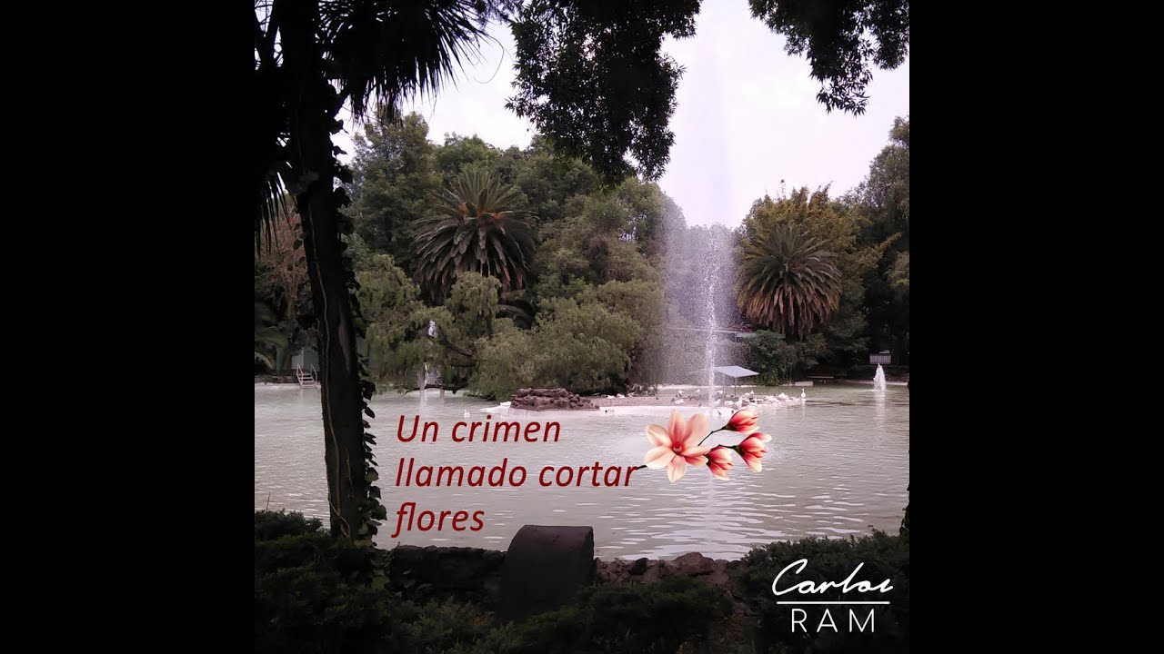 Carlos Ram - Un Crimen Llamado Cortar Flores (Lyric Video)