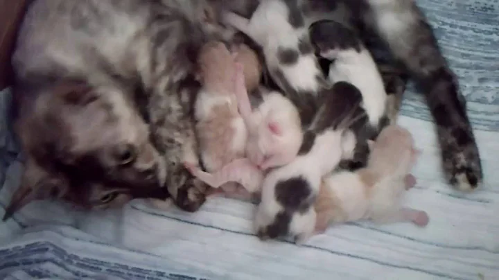 Video 4127651: japanese bobtail kittens born, kittens litter