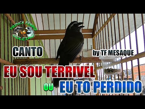 Canto De Trinca Ferro Eu Sou Terrível Eu Sou Terrivel Ou Eu To Perdido By Tf Mesaque Youtube