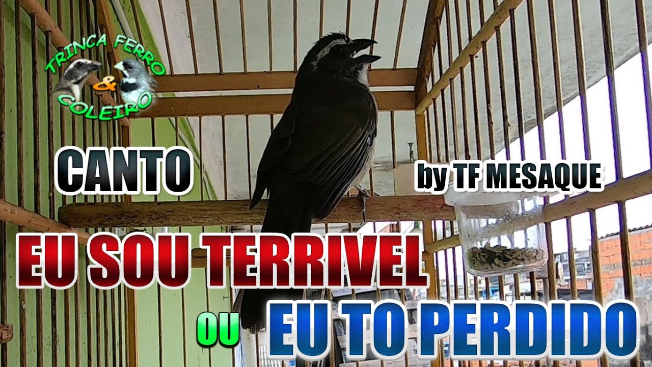 Canto De Trinca Ferro Eu Sou Terrível Trinca Ferro Canto Maldita Geni By Tf Sadraque Youtube