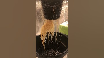 Root check on Chilli Plant! Growrilla Hydroponics DWC #shorts